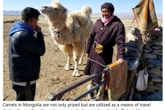 Camel-1