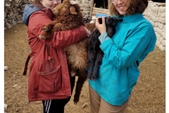 Baby-Goats-in-Hand